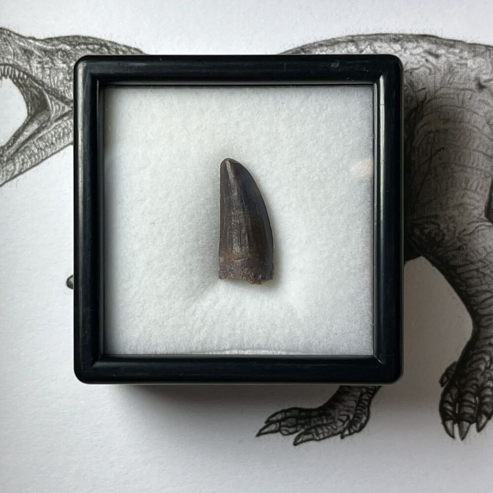 Suchomimus Tooth