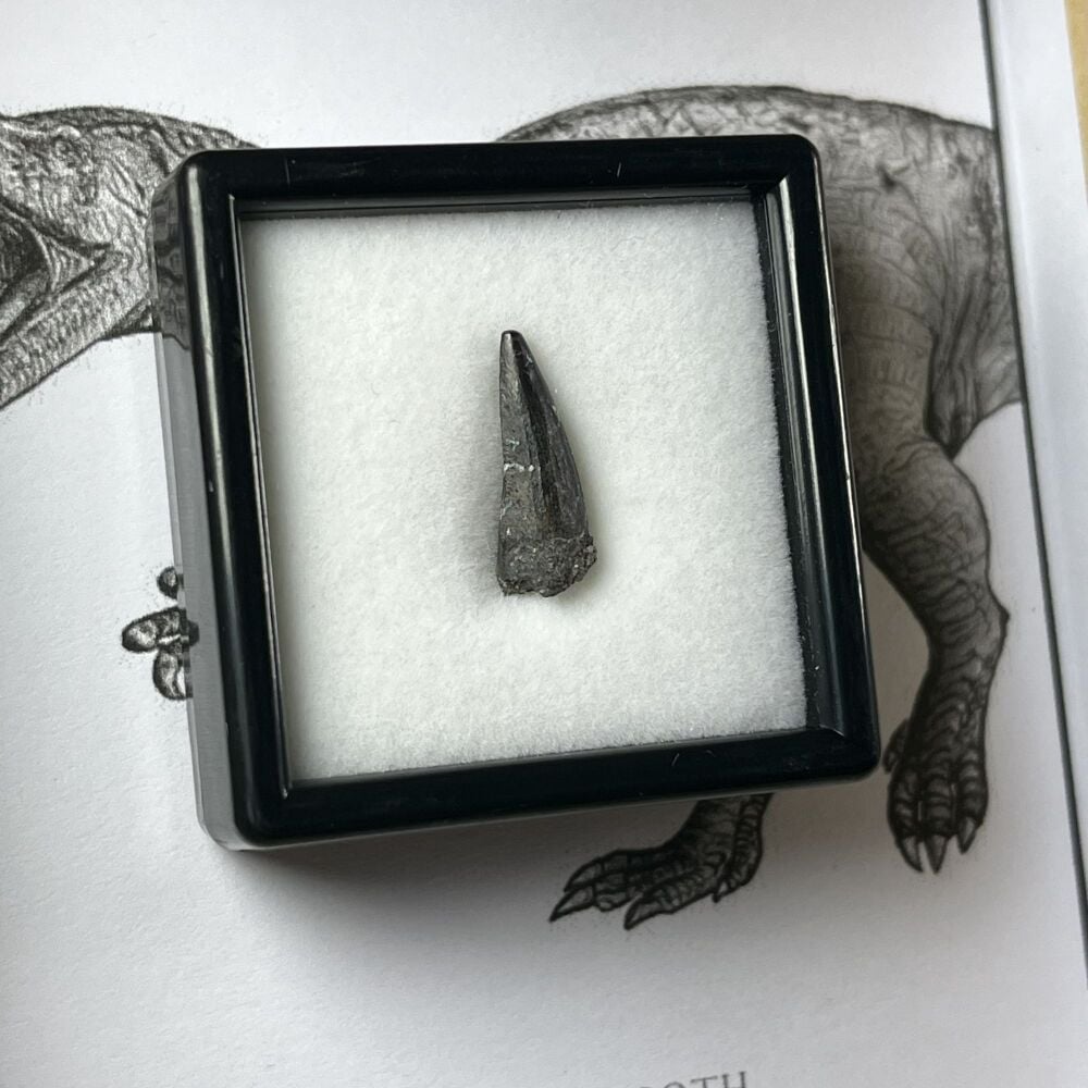 Suchomimus Tooth