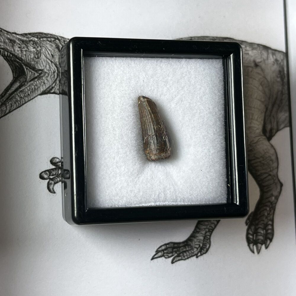 Suchomimus Tooth