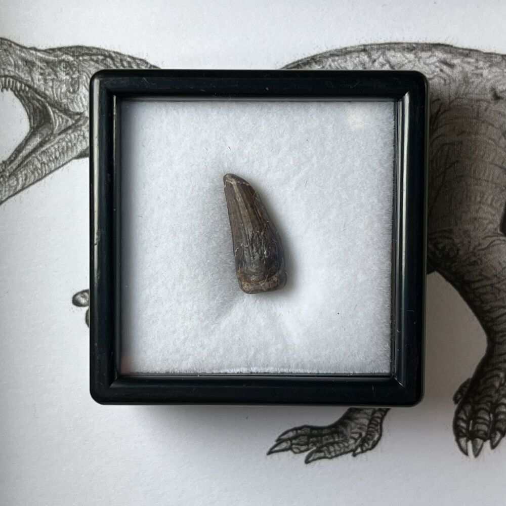 Suchomimus Tooth