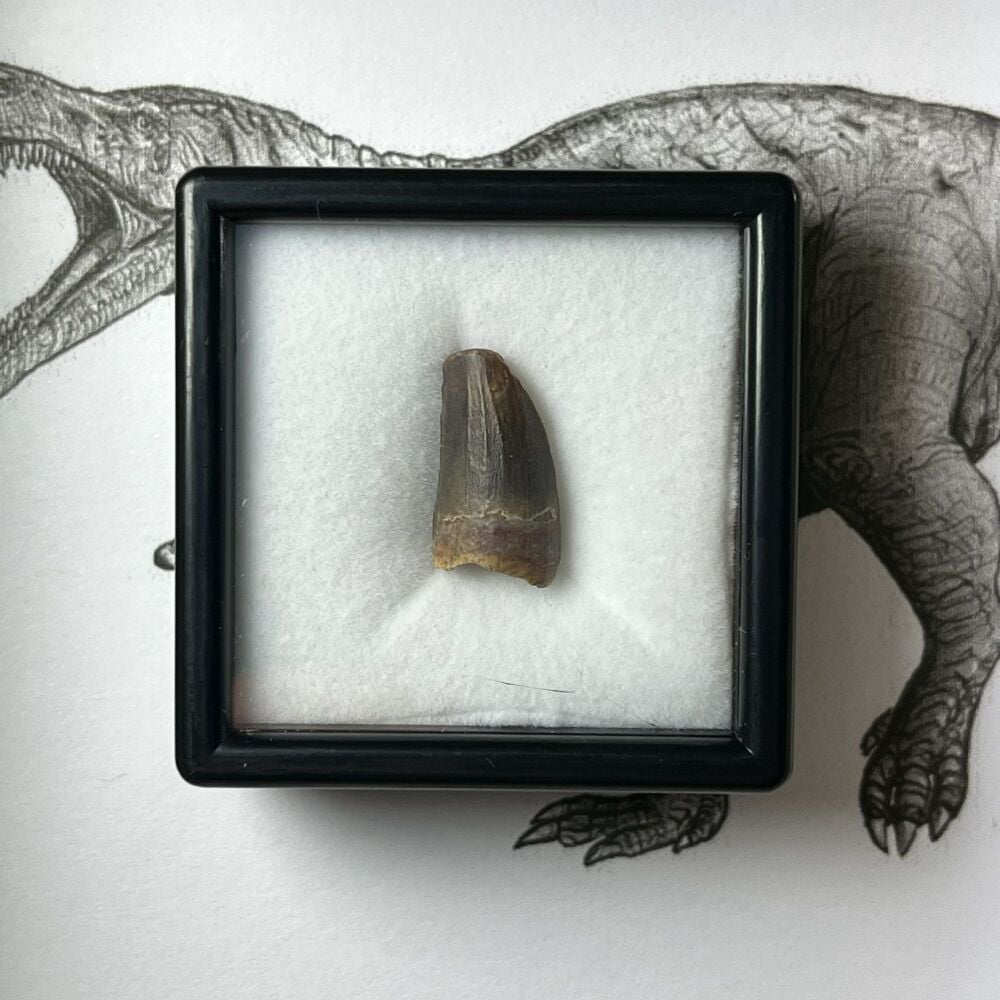 Suchomimus Tooth