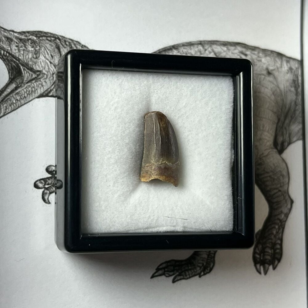 Suchomimus Tooth