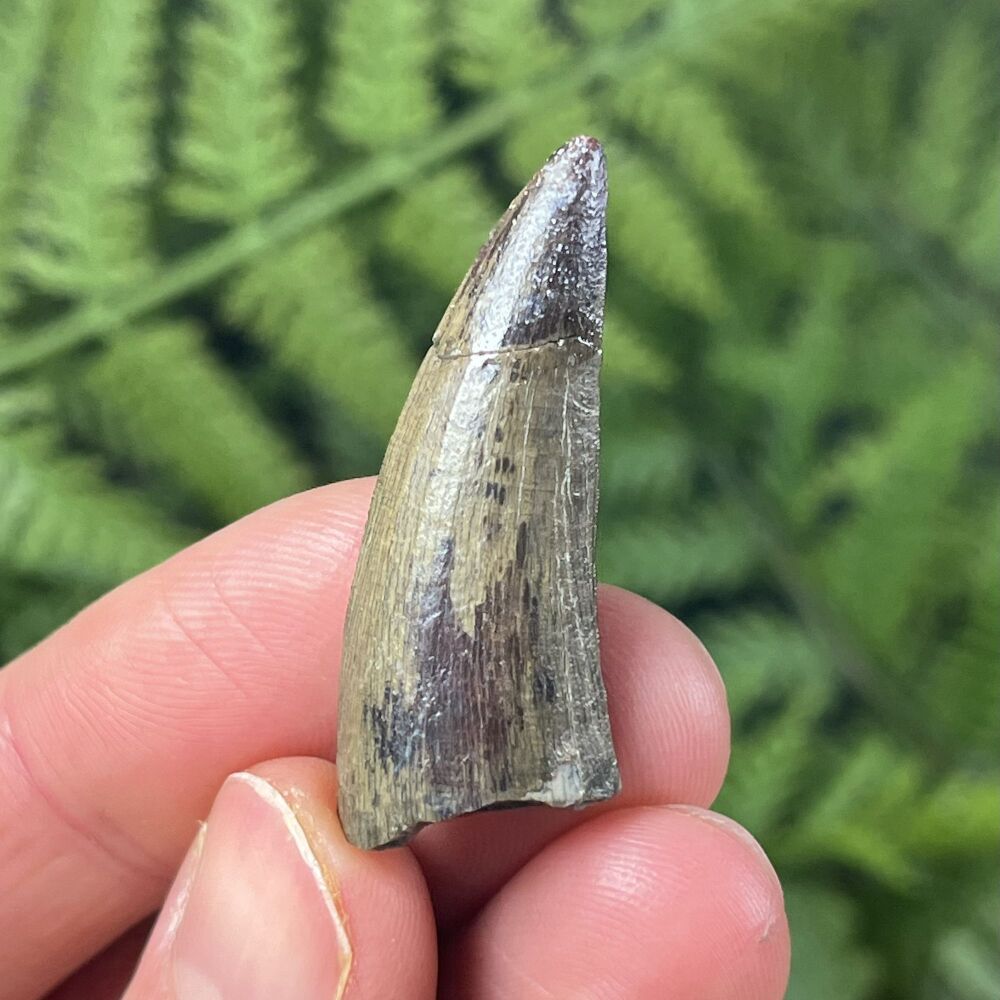 Suchomimus Tooth