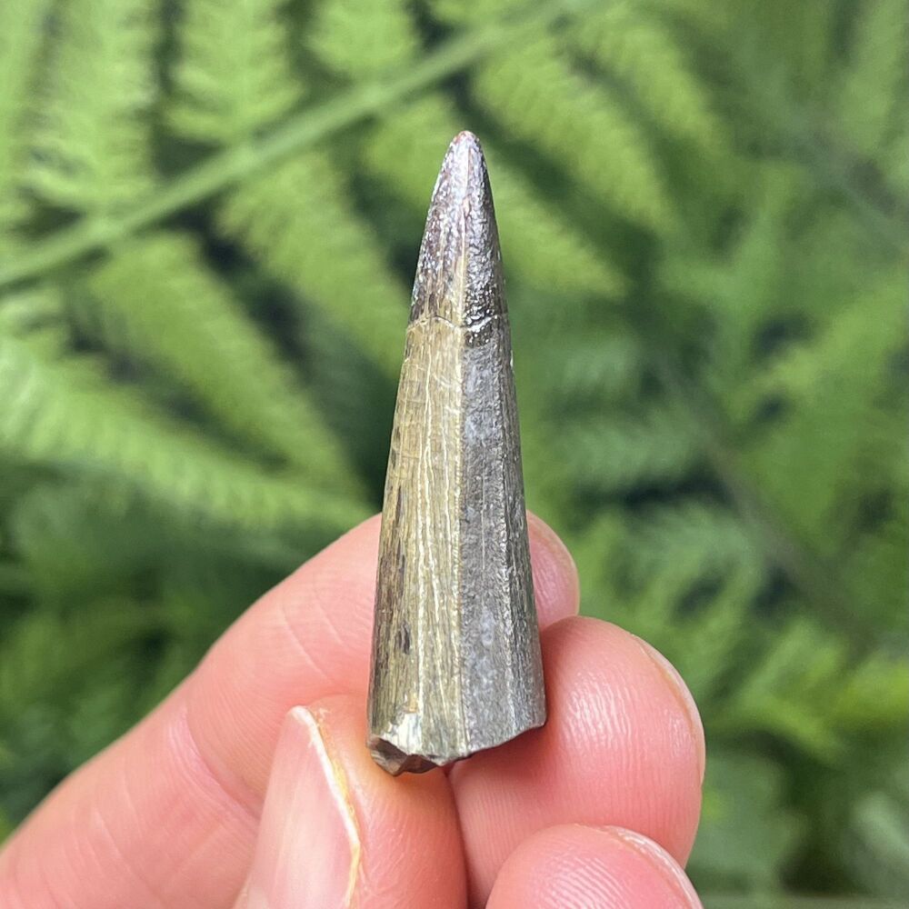 Suchomimus Tooth