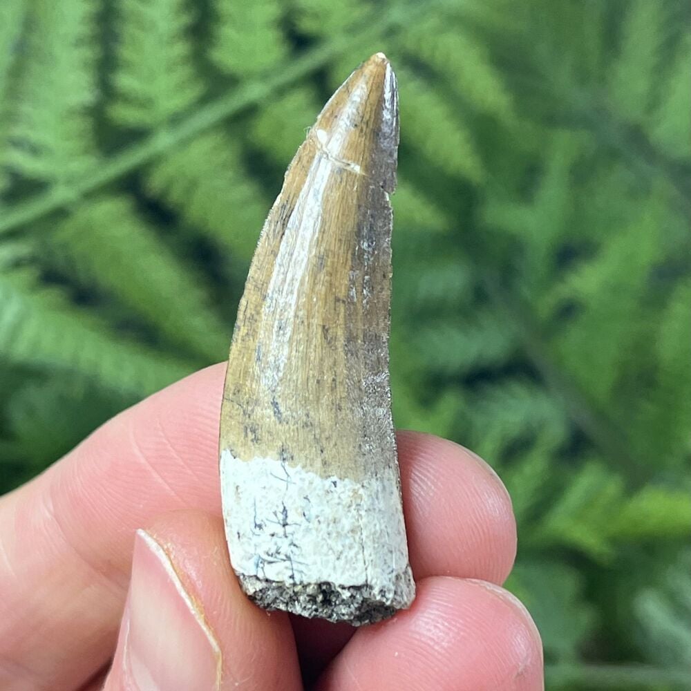 Suchomimus Tooth