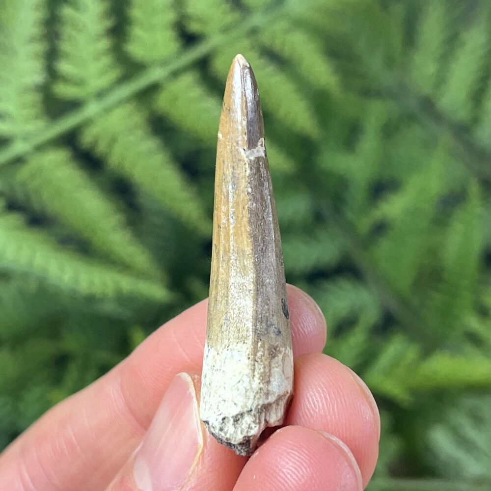 Suchomimus Tooth