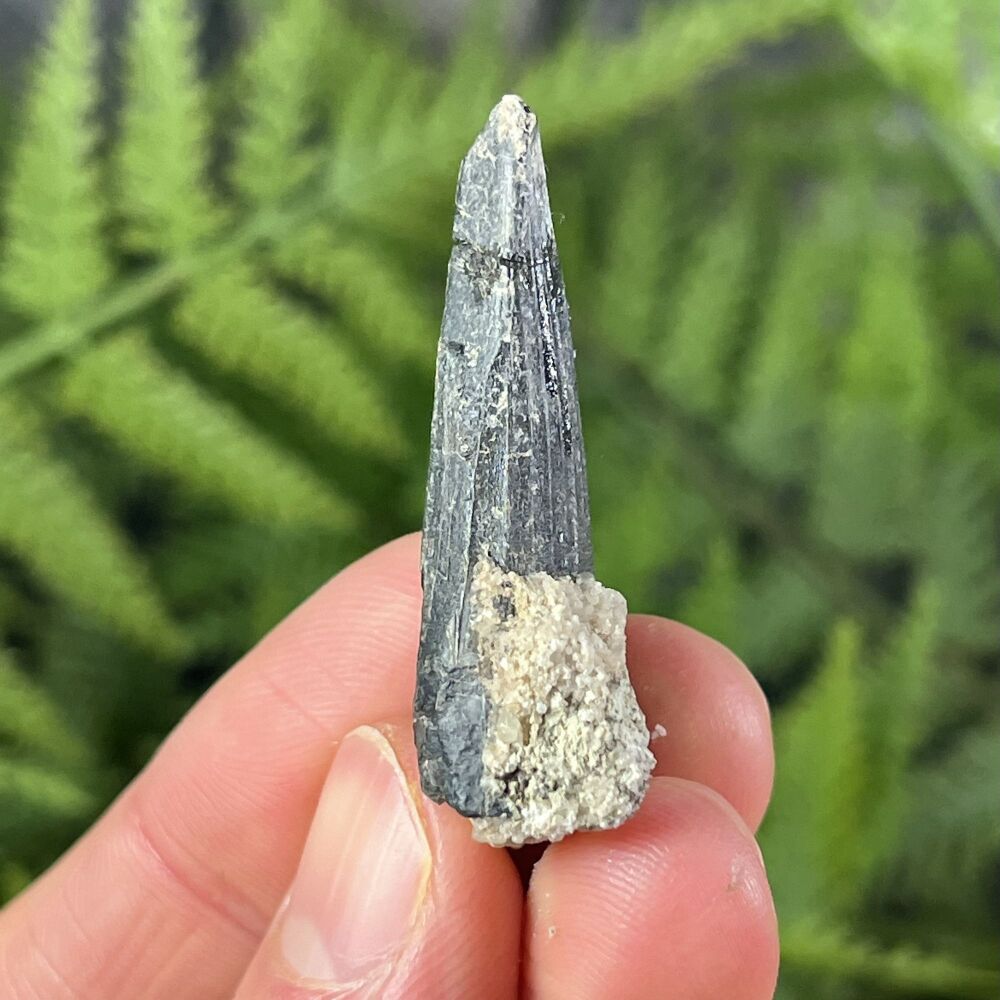 Suchomimus Tooth