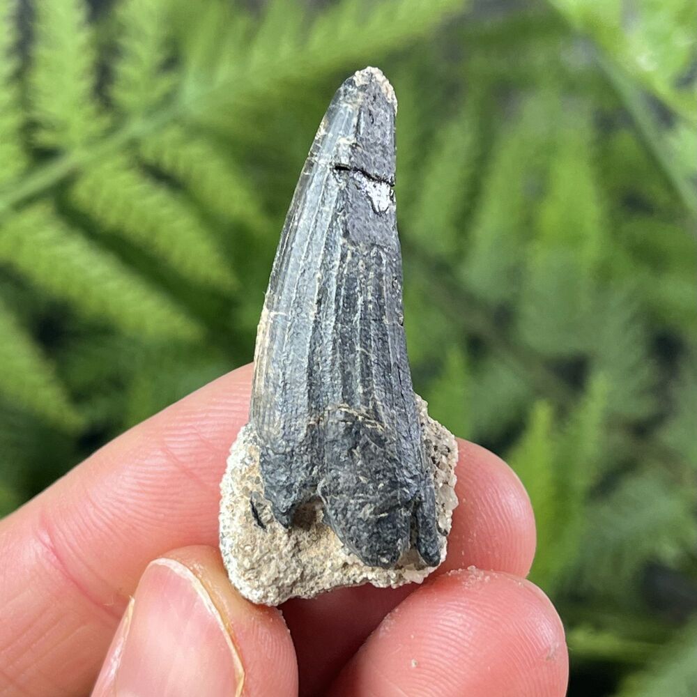 Suchomimus Tooth