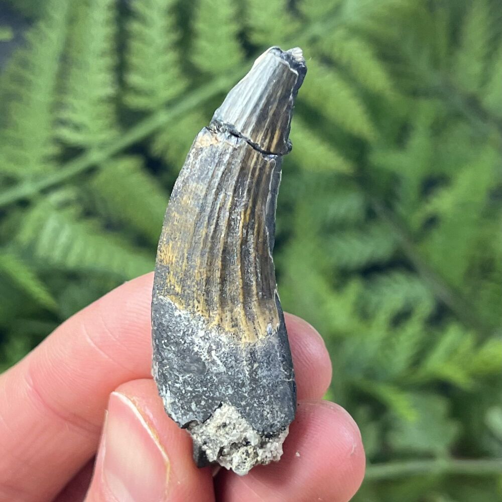Suchomimus Tooth