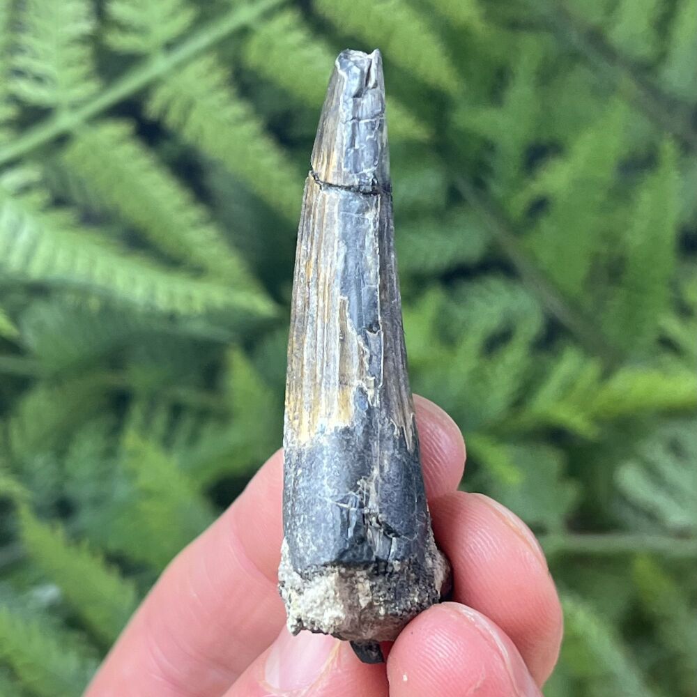 Suchomimus Tooth