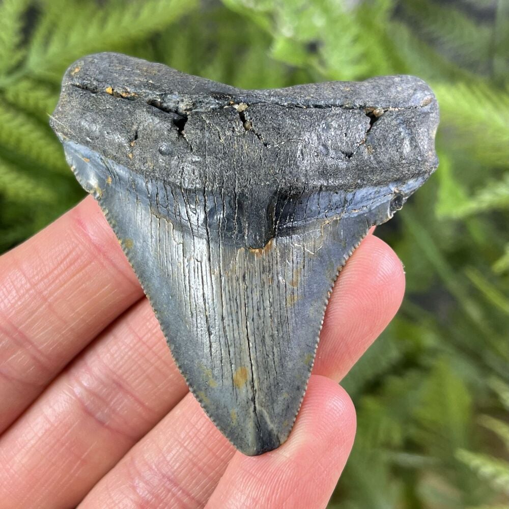 Megalodon Tooth