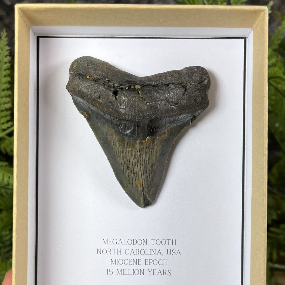 Megalodon Tooth