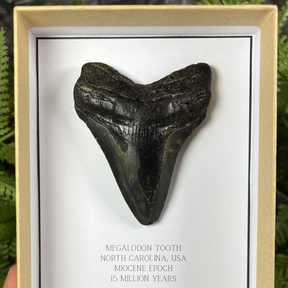 Megalodon Tooth