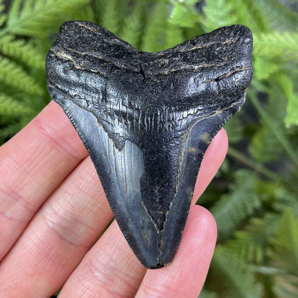Megalodon Tooth