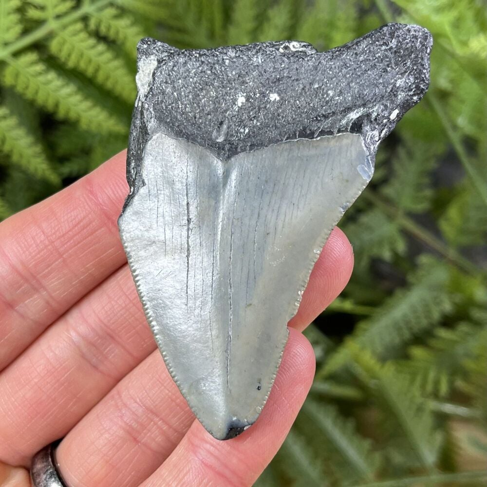Megalodon Tooth