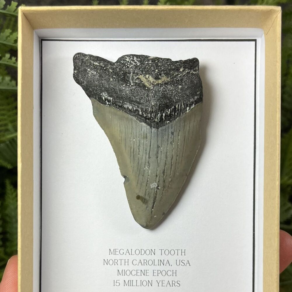 Megalodon Tooth
