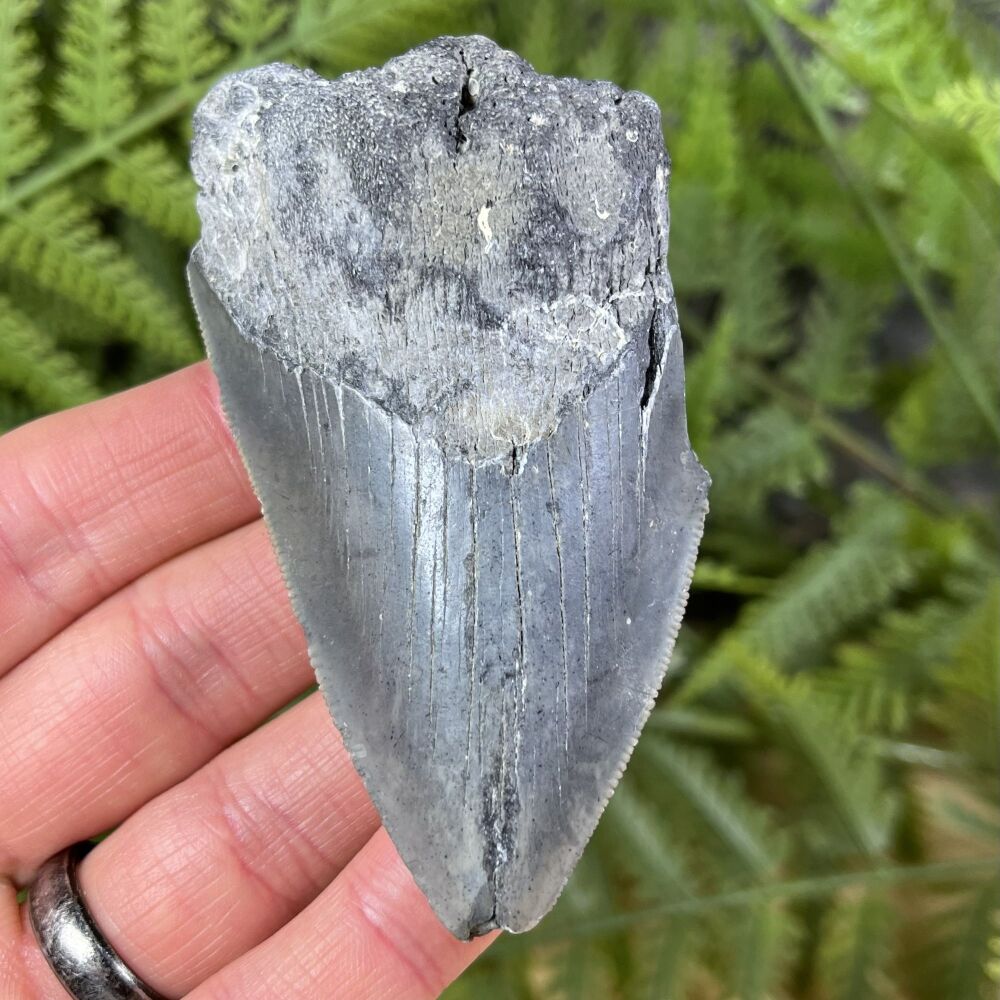 Megalodon Tooth