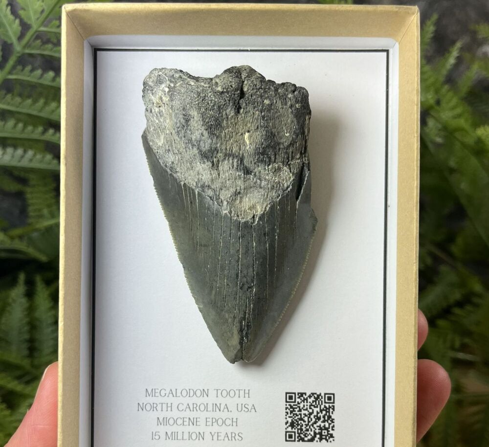 Megalodon Tooth