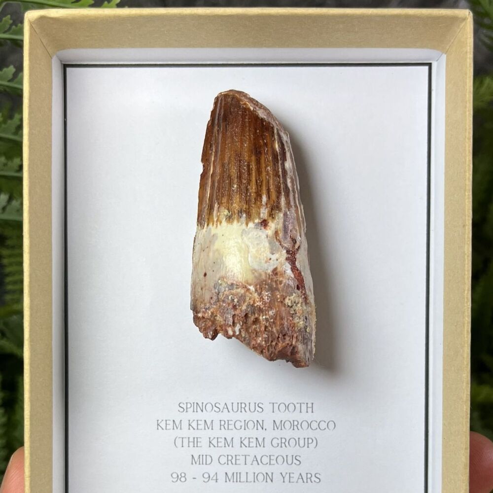 Spinosaurus Tooth