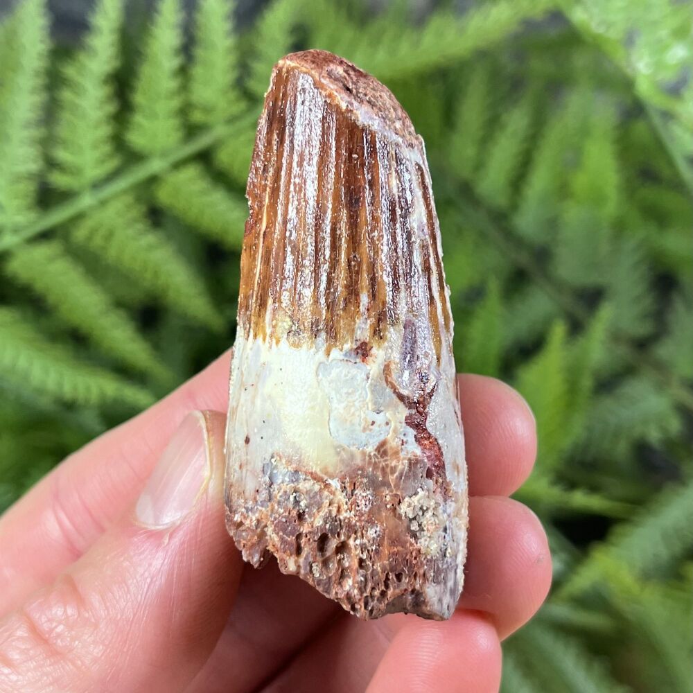 Spinosaurus Tooth
