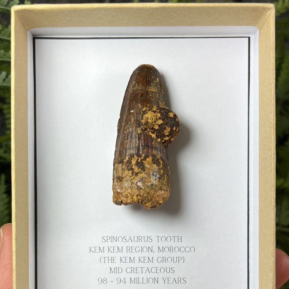 Spinosaurus Tooth