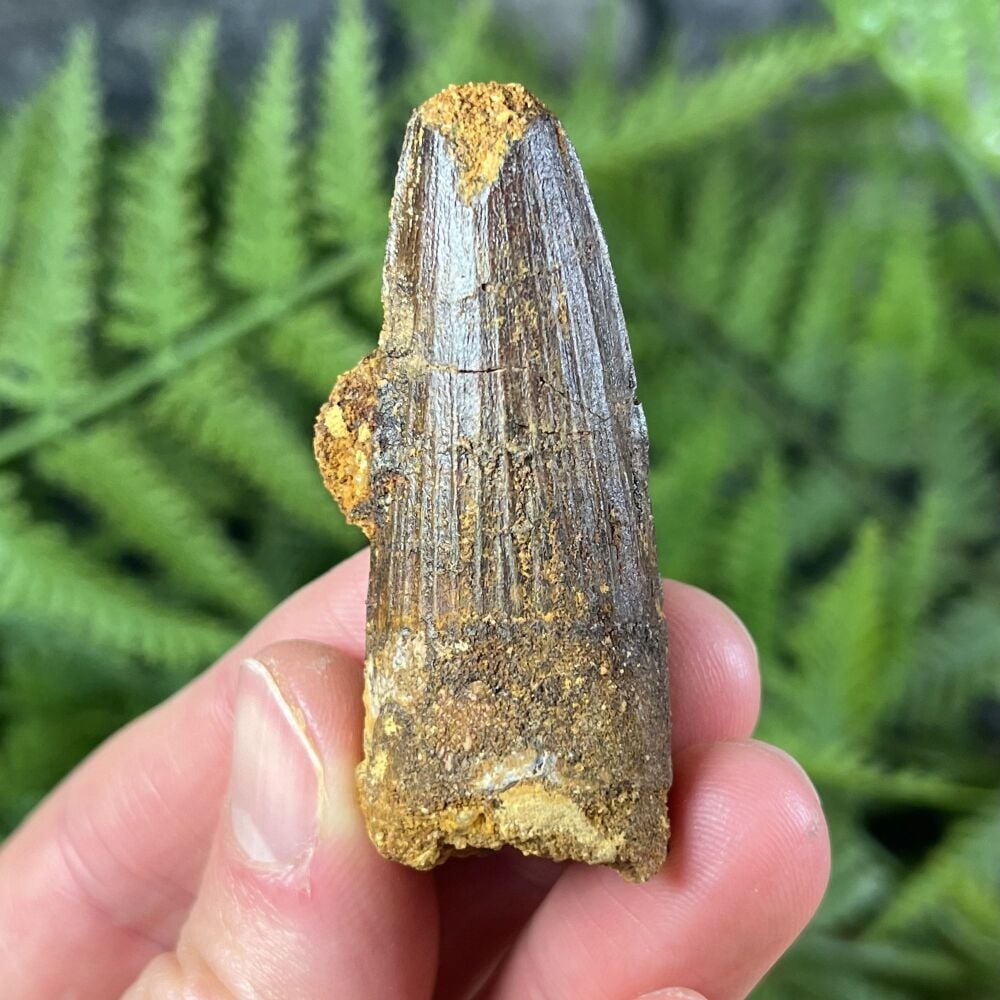Spinosaurus Tooth