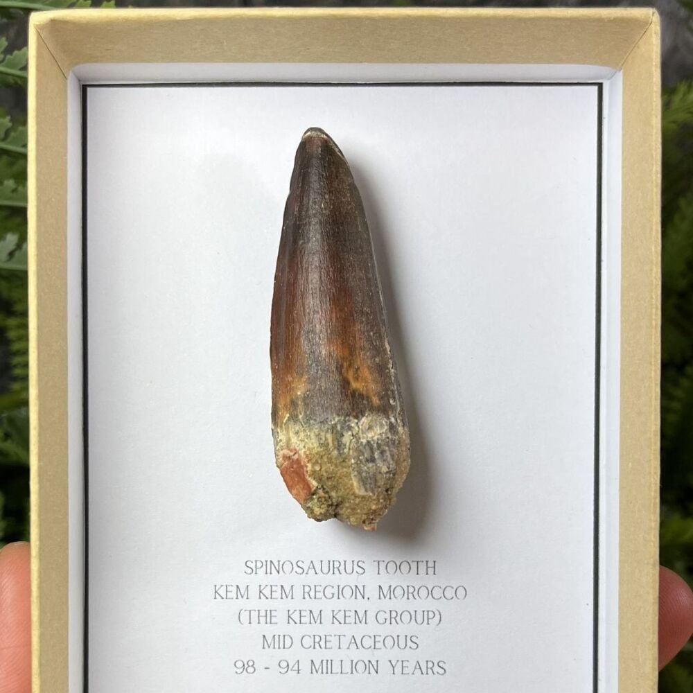 Spinosaurus Tooth