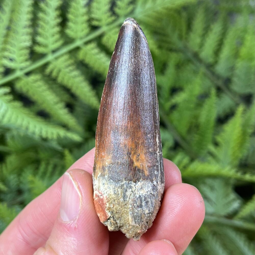 Spinosaurus Tooth