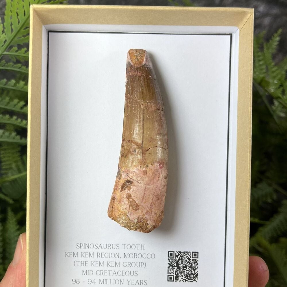 Spinosaurus Tooth