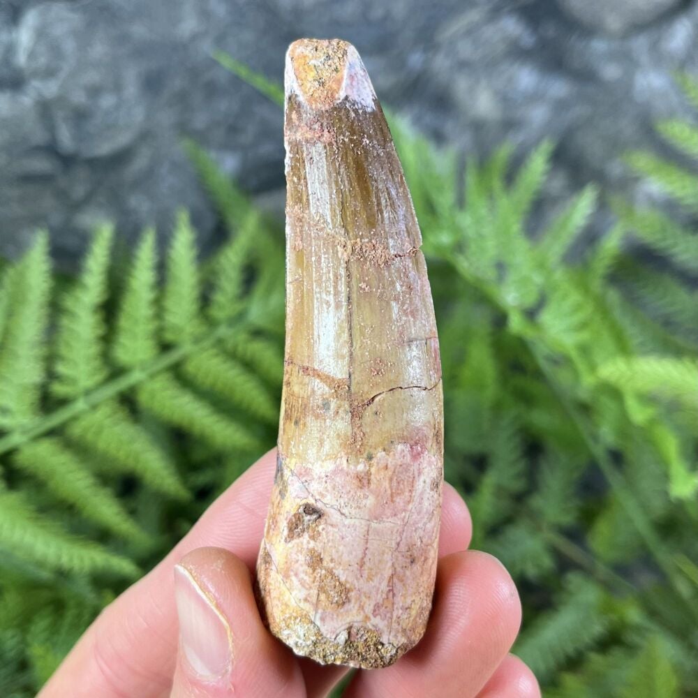 Spinosaurus Tooth