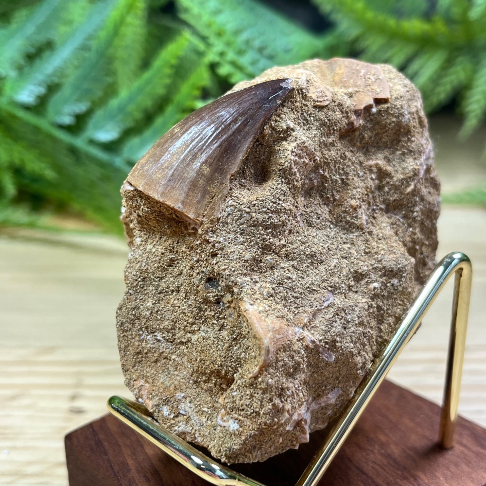Mosasaur tooth