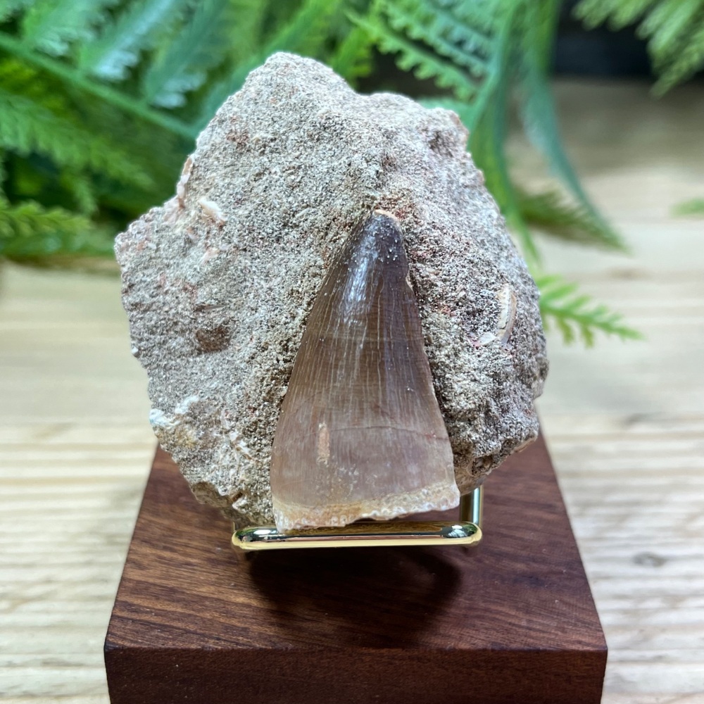 Mosasaur tooth