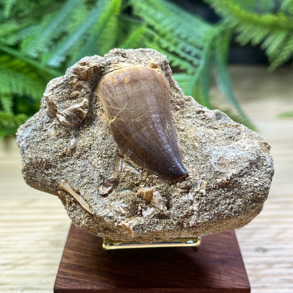 Mosasaur tooth
