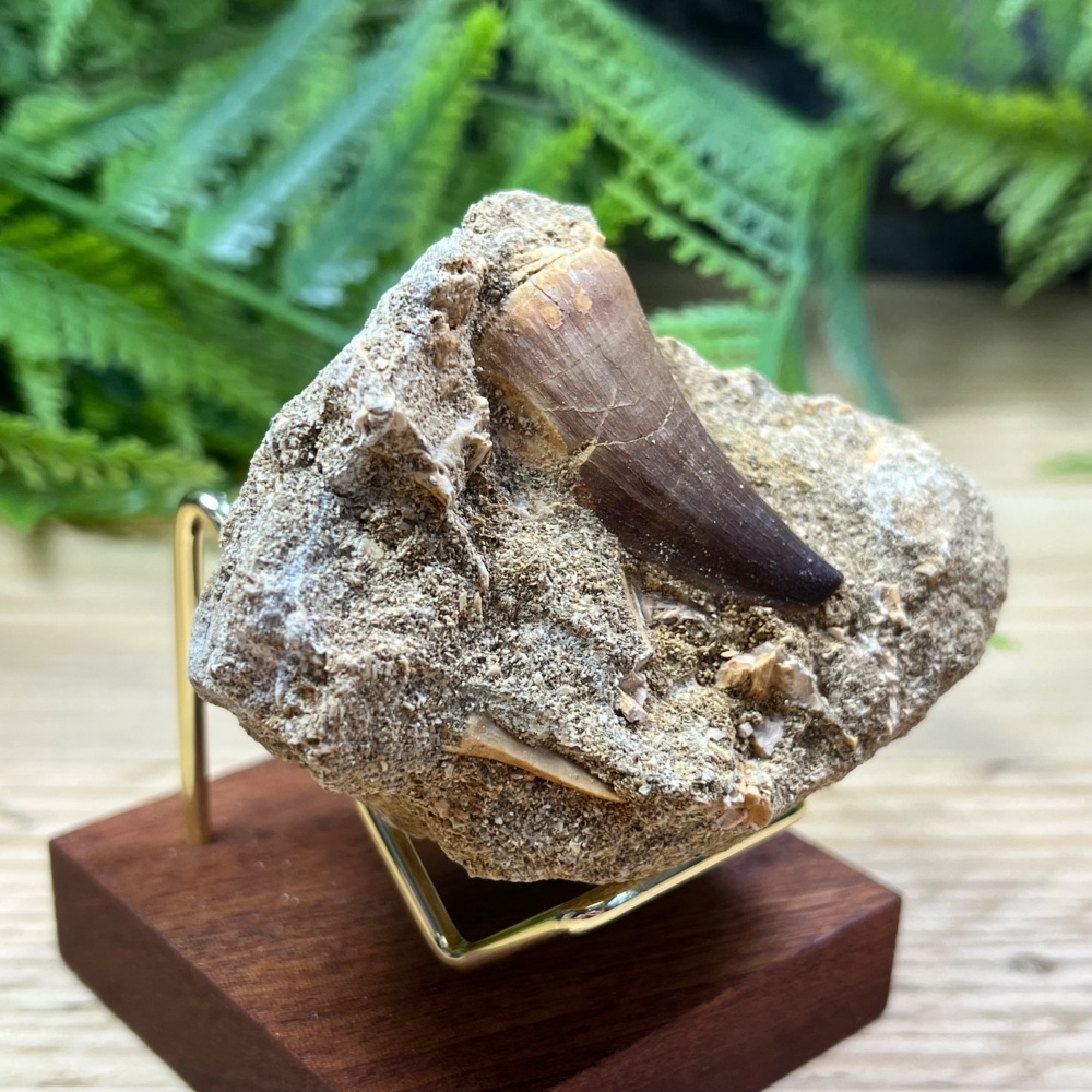 Mosasaur tooth