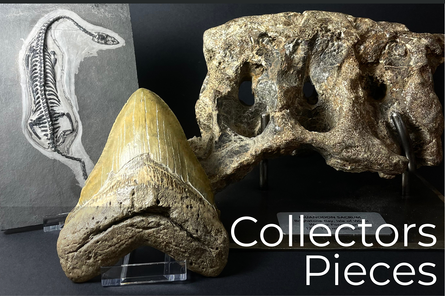Fossil Collectors Pieces (1).png