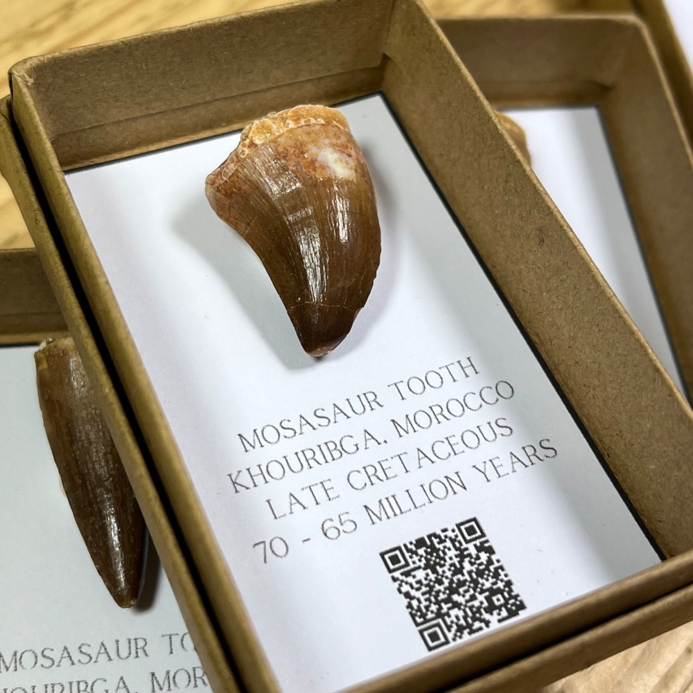 Mosasaur tooth