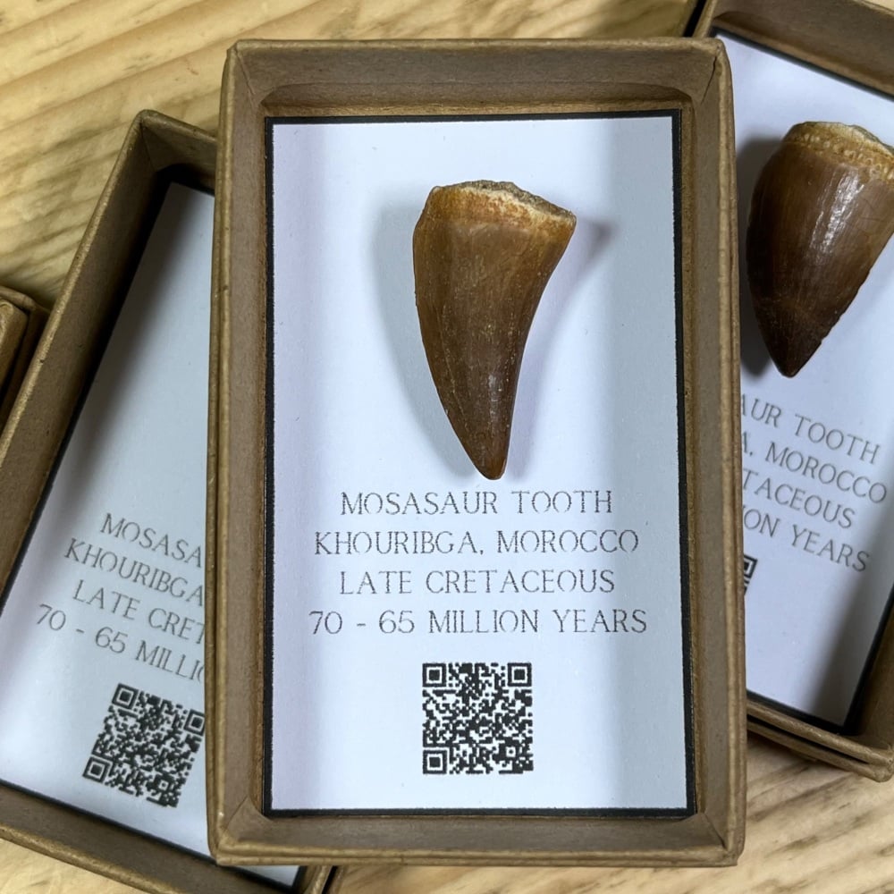 Mosasaur tooth