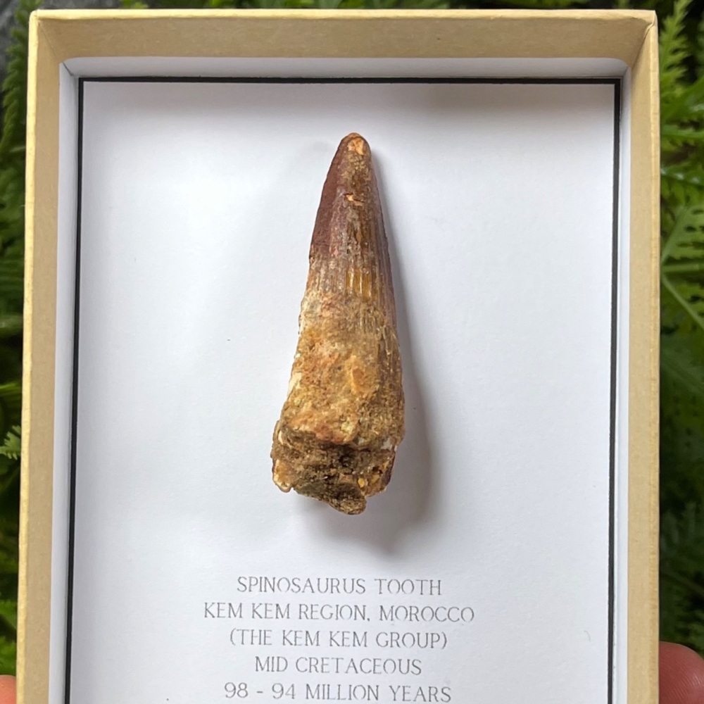 Spinosaurus Tooth