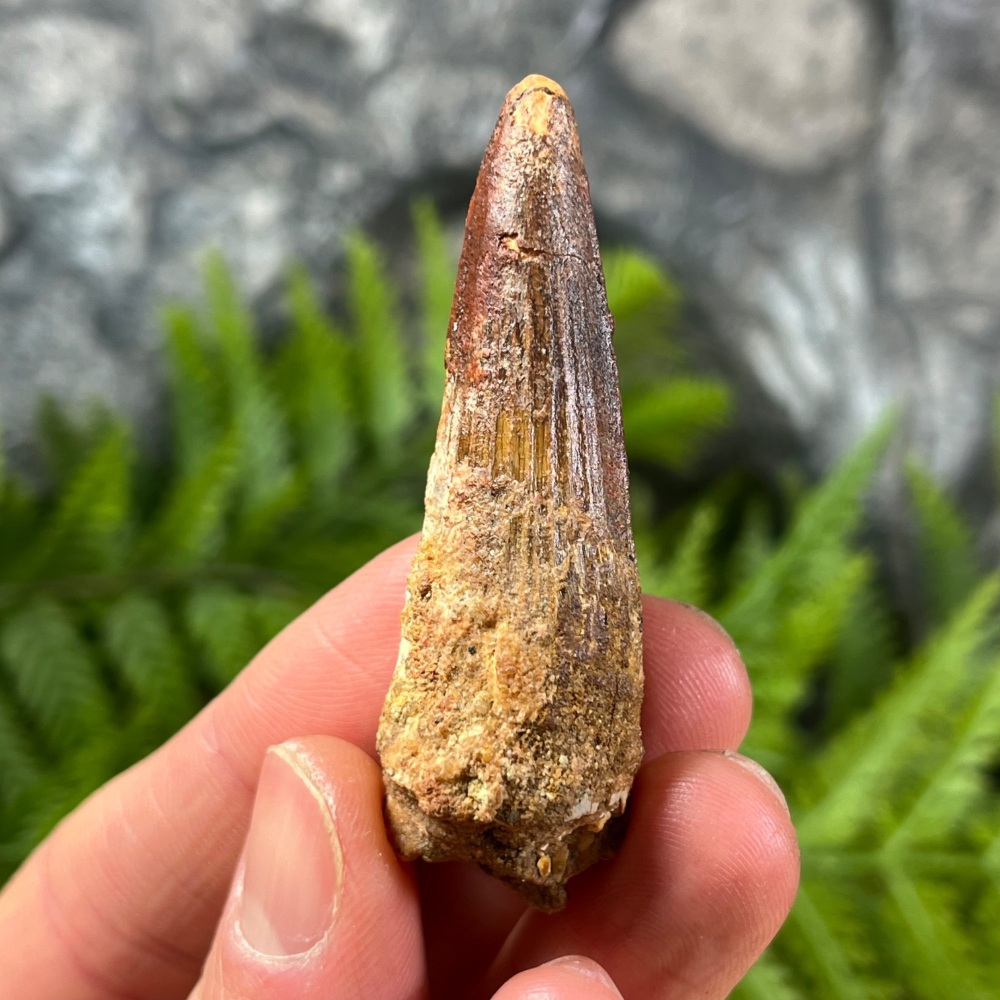 Spinosaurus Tooth