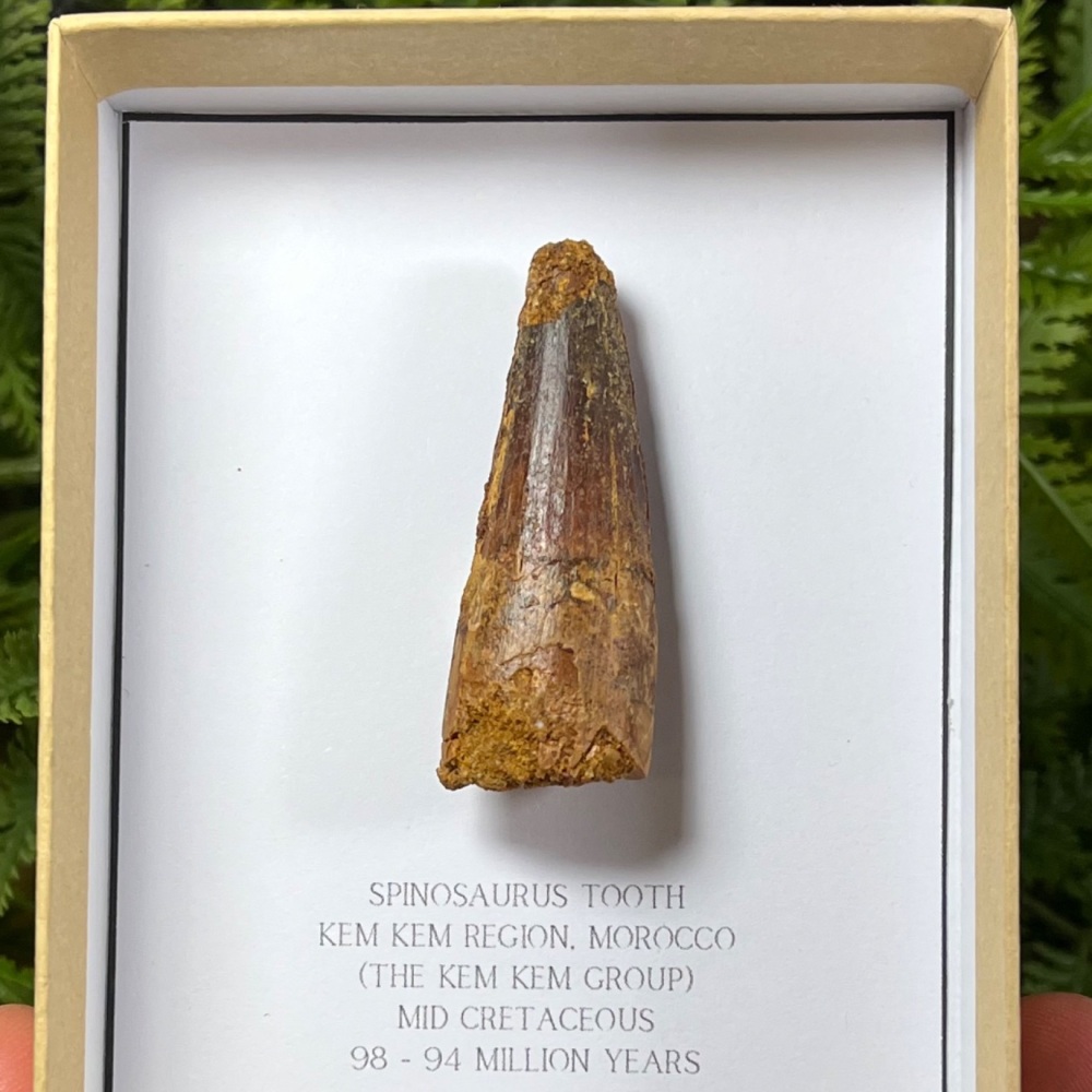 Spinosaurus Tooth