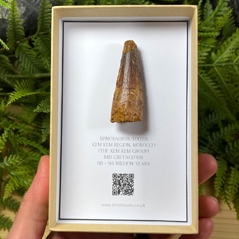 Spinosaurus Tooth