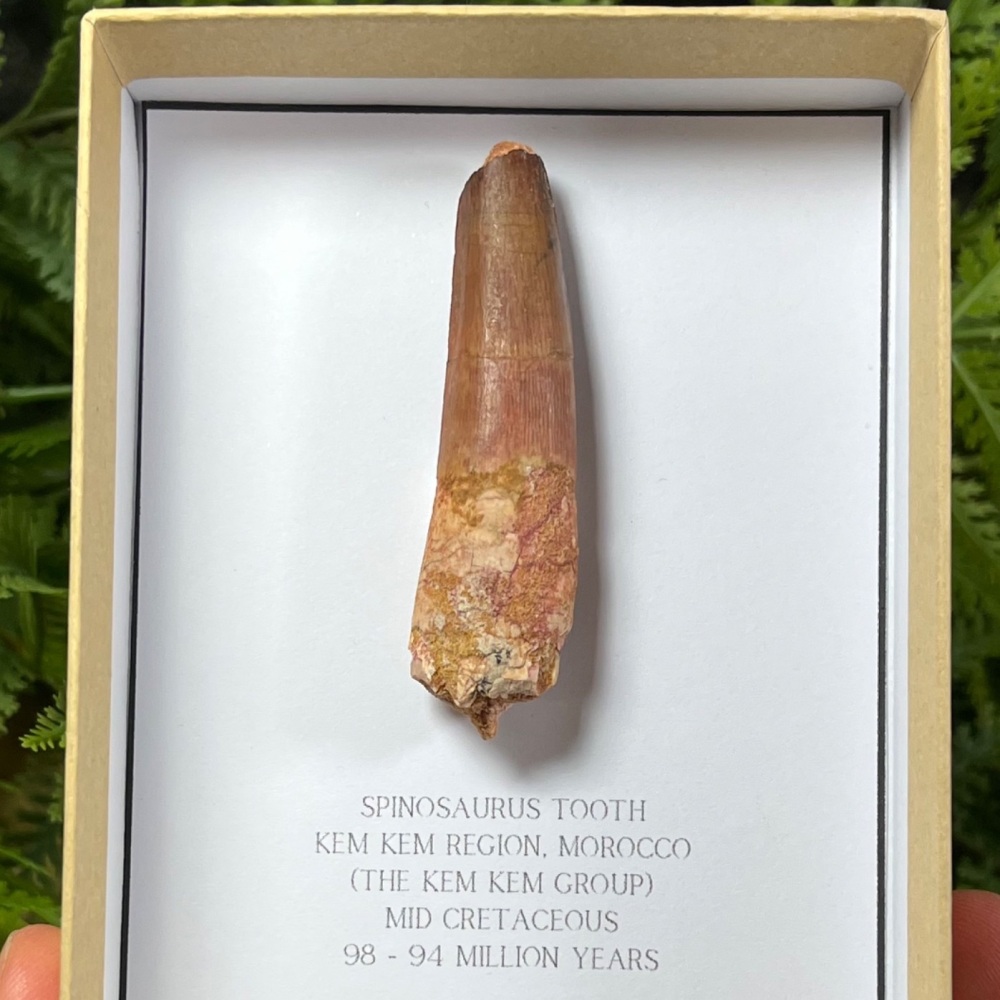Spinosaurus Tooth