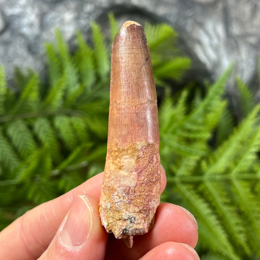 Spinosaurus Tooth