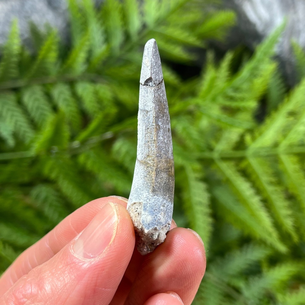 Suchomimus Tooth