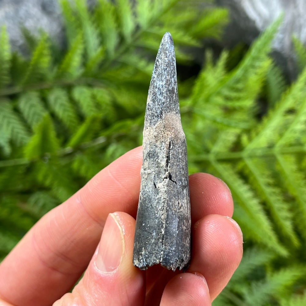 Suchomimus Tooth