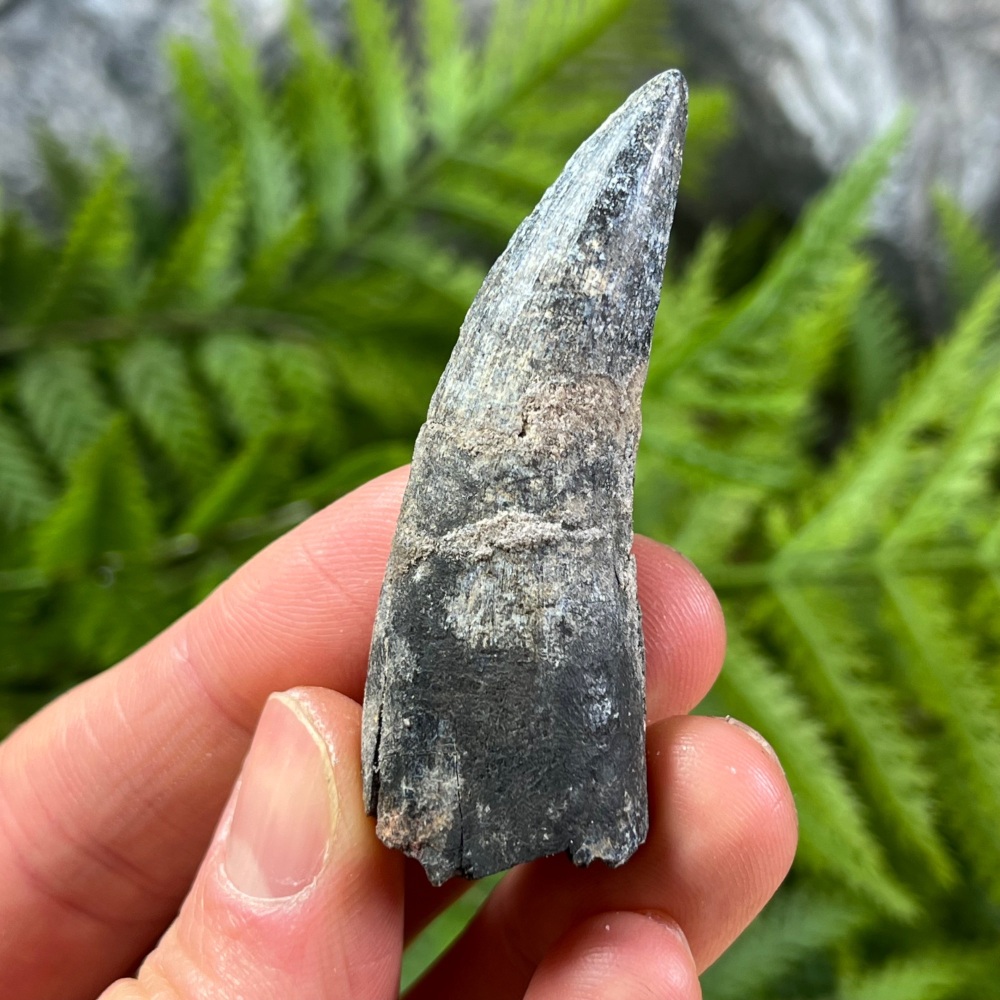 Suchomimus Tooth
