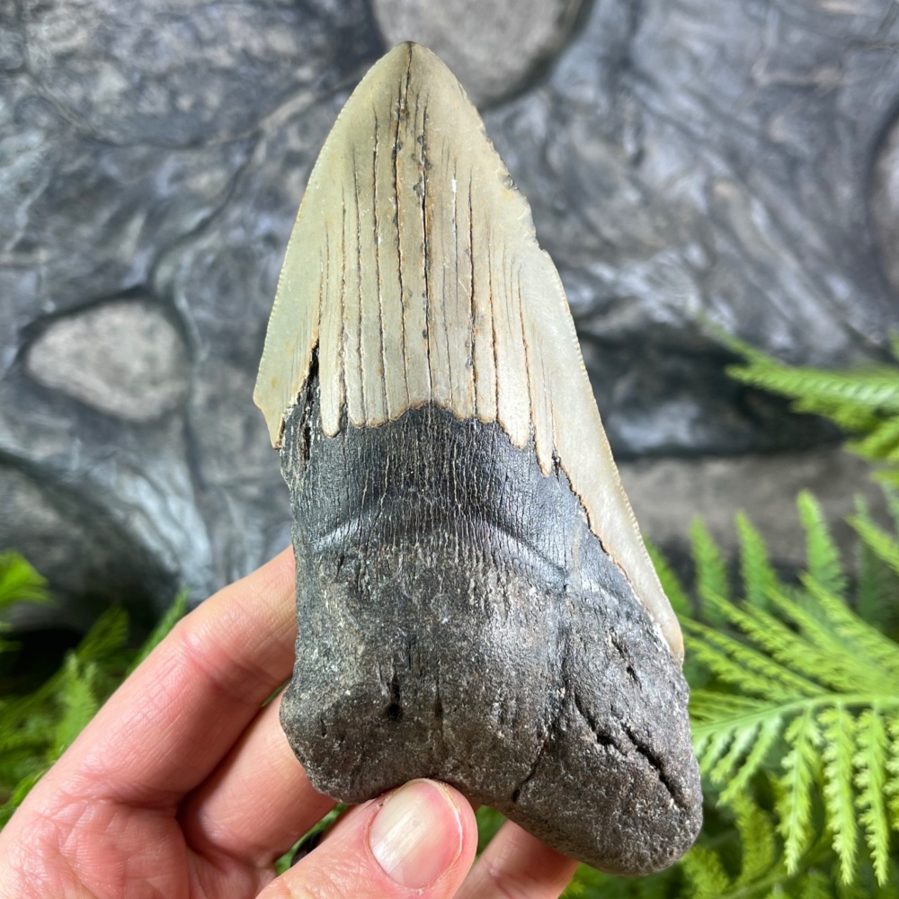 Megalodon Tooth