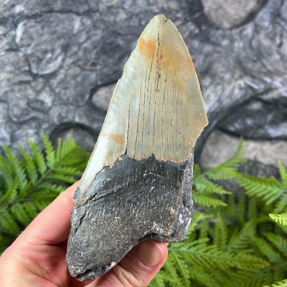 Megalodon Tooth