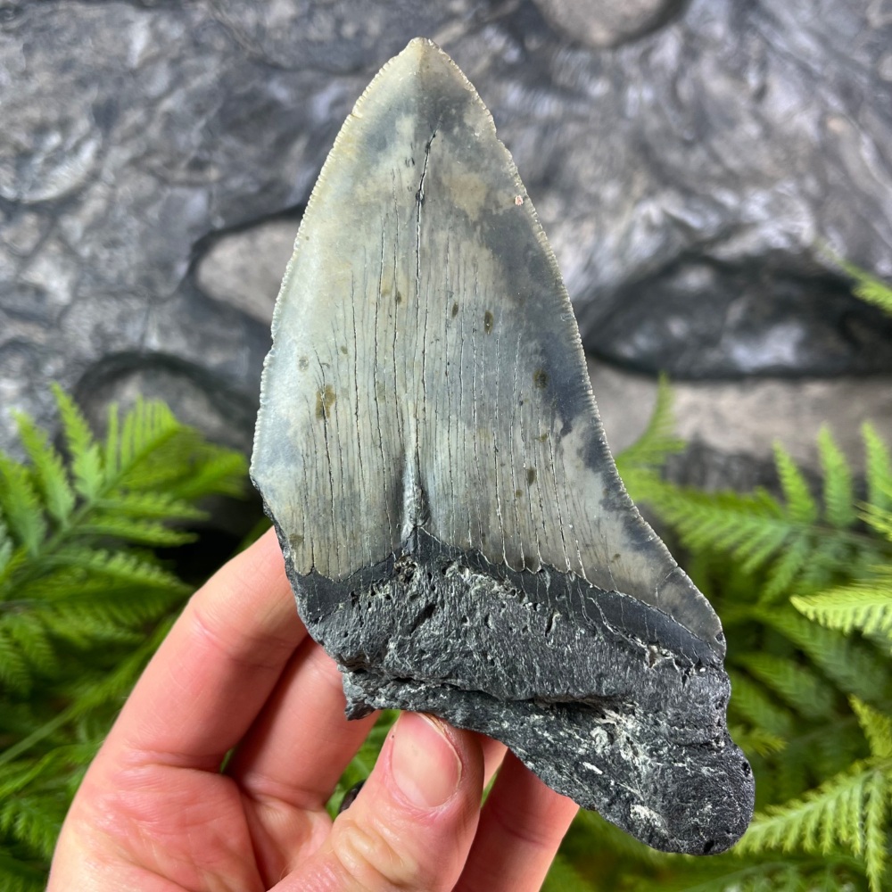 Megalodon Tooth