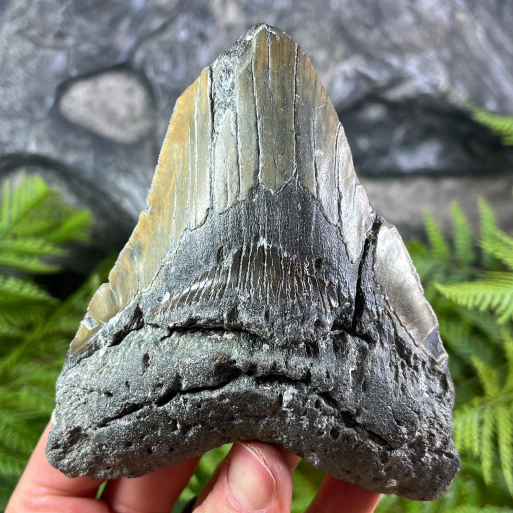 Megalodon Tooth